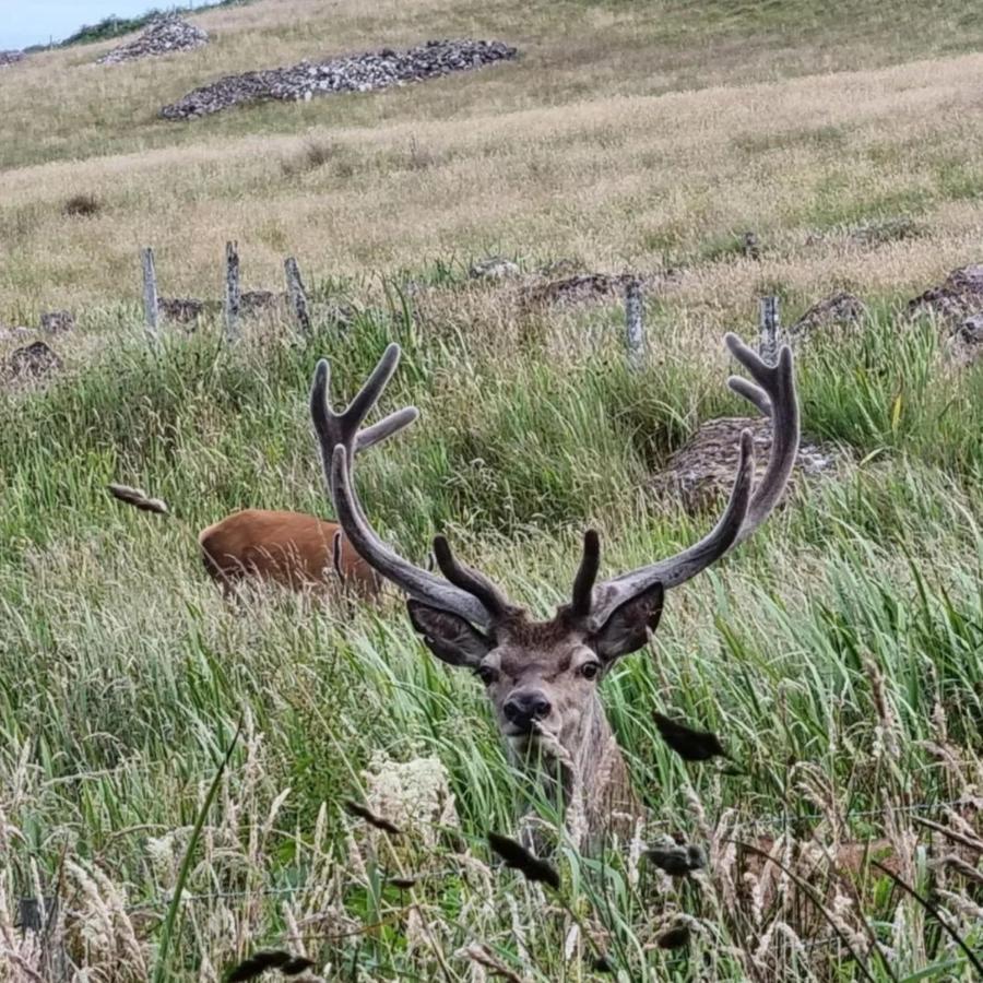 Pollan-Na Clach Cabin Lairg Esterno foto